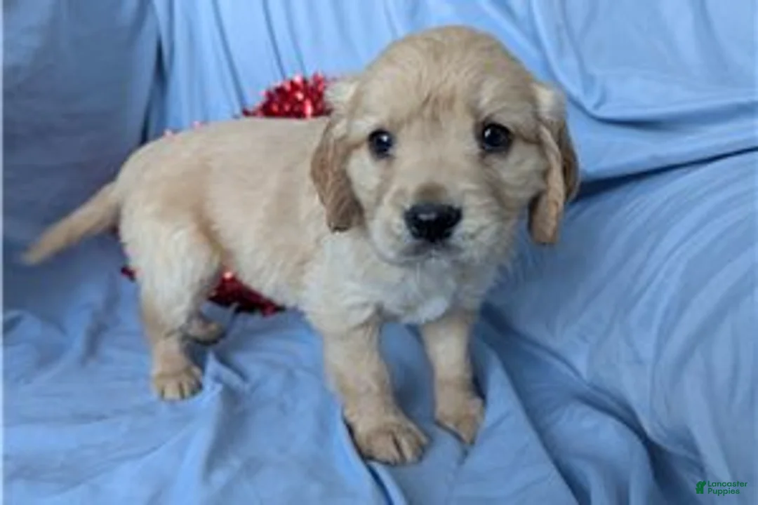 Mixed Breed dogs for sale: Sunny - Ad 6