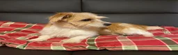 Jack Russell Terrier dogs for sale: Jack Russell Terrier 1 - Ad 4