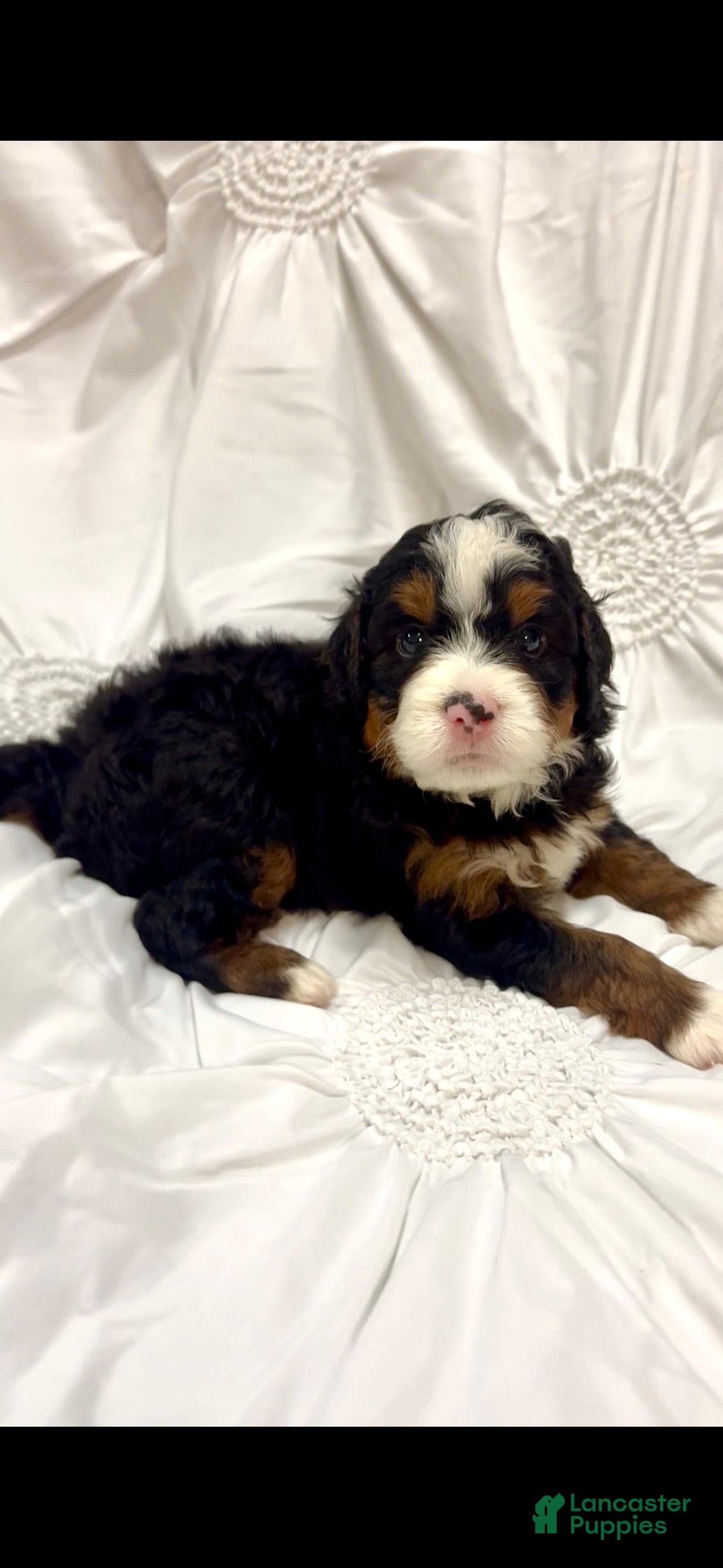 Mini Bernedoodle dogs Beau - Ad 25