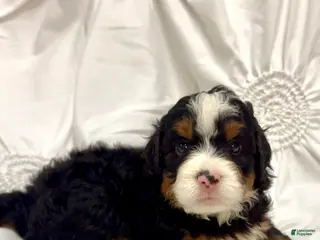 Mini Bernedoodle dogs Beau - Ad 25