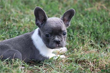 French Bulldog dogs French Bulldog 1 - Ad 1