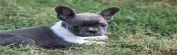 French Bulldog dogs for sale: French Bulldog 1 - Ad 1
