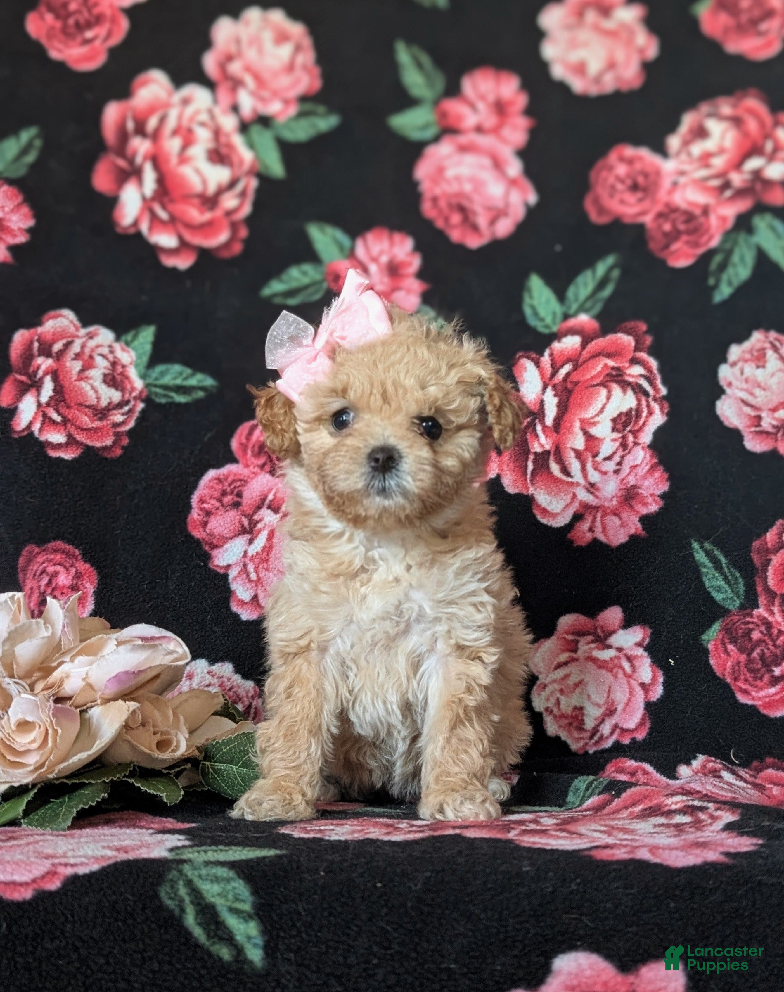 Miniature Poodle dogs Dierdre 9 lbs Full Grown - Ad 2