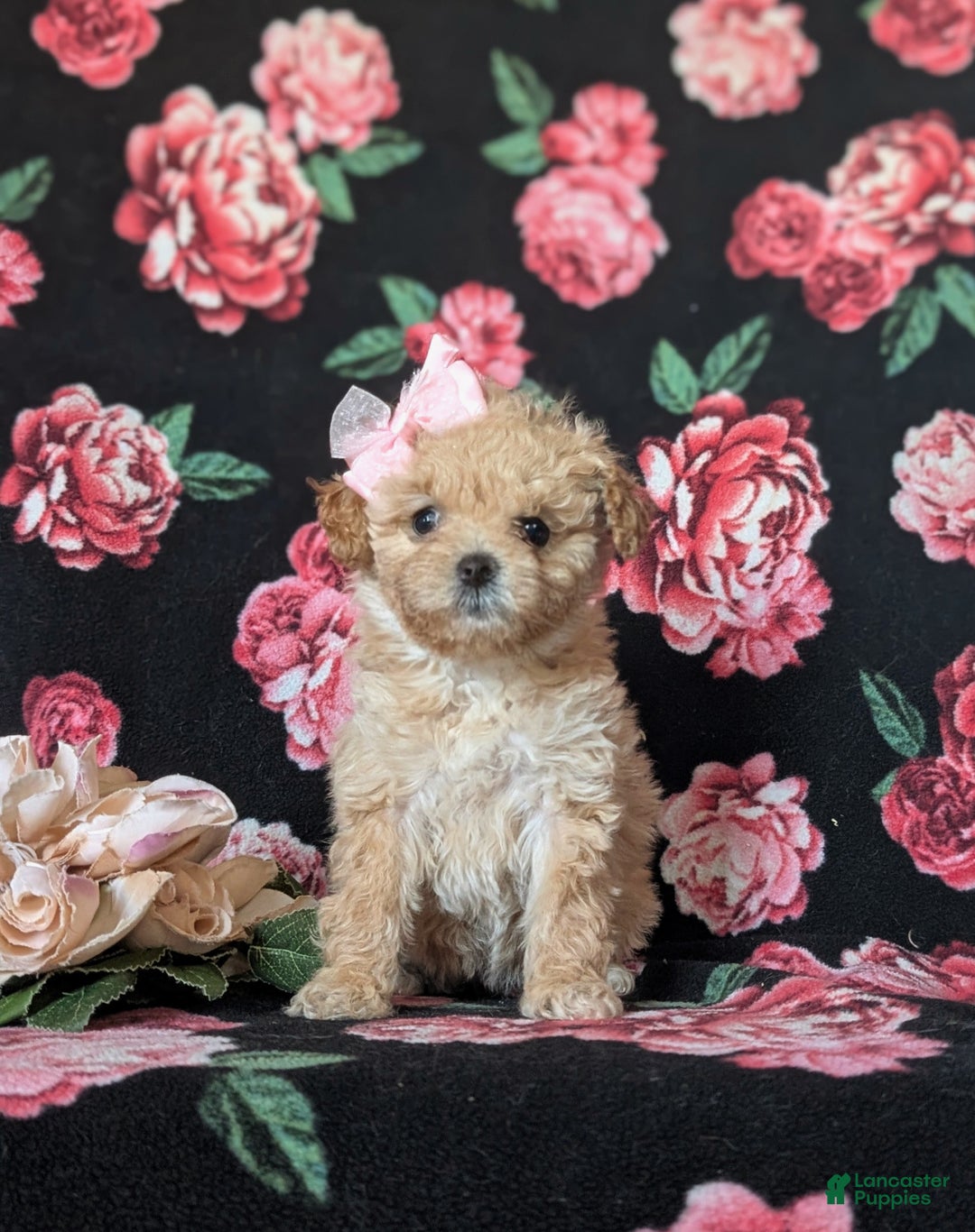 Miniature Poodle dogs for sale: Dierdre 9 lbs Full Grown - Ad 2