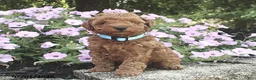 Miniature Poodle dogs for sale: Remington - Ad 5