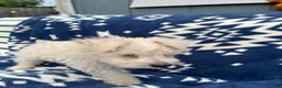 Miniature Schnauzer dogs for sale: AKC Chewie - Ad 7