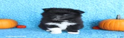 Pomsky dogs for sale: River - Ad 3