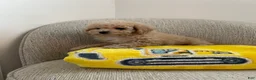 Toy Poodle dogs for sale: Oliver - Ad 5