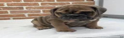 English Bulldog dogs for sale: Sawyer - Ad 8