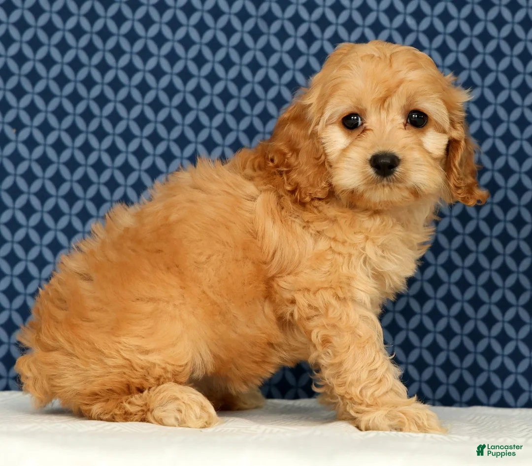 Cockapoo dogs for sale: Millie - Ad 2