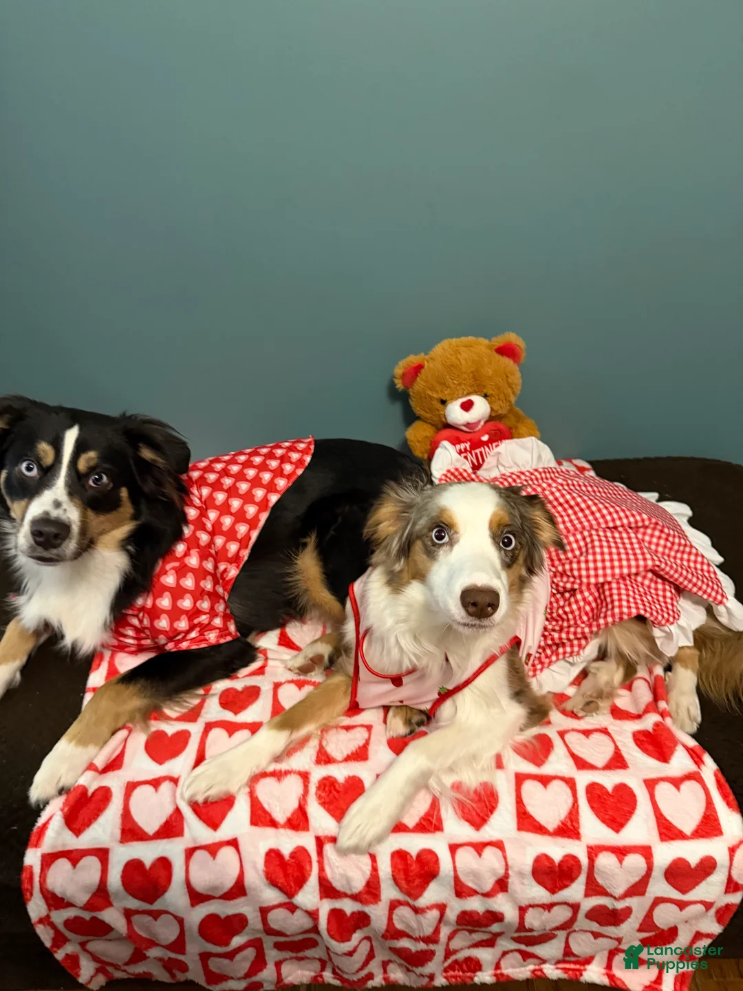 Miniature Australian Shepherd dogs for sale: John - Ad 15