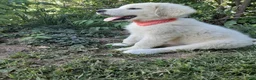 Great Pyrenees dogs for sale: Keilah  - Ad 3