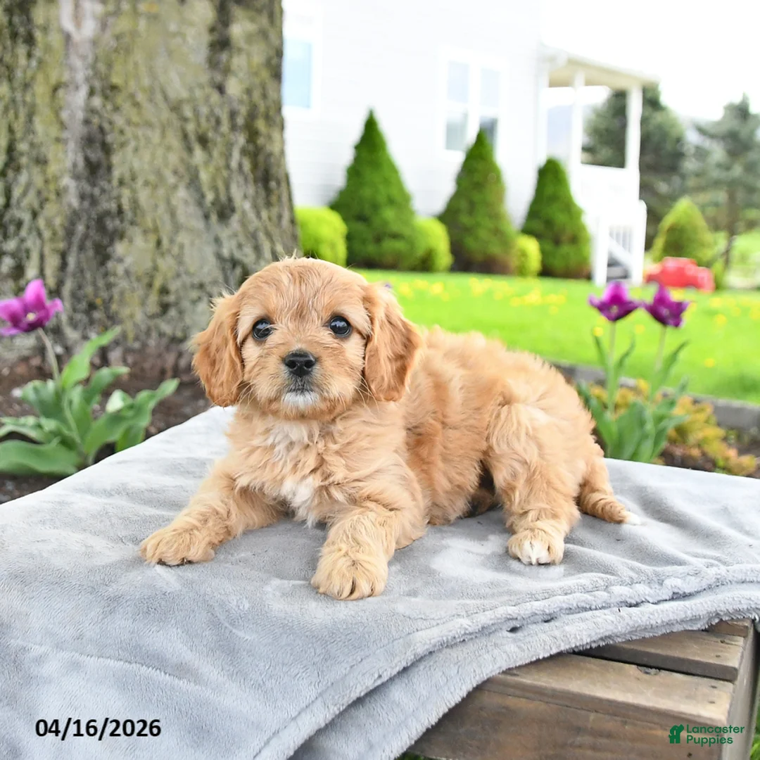 Cavapoo dogs for sale: Marigold - Ad 2