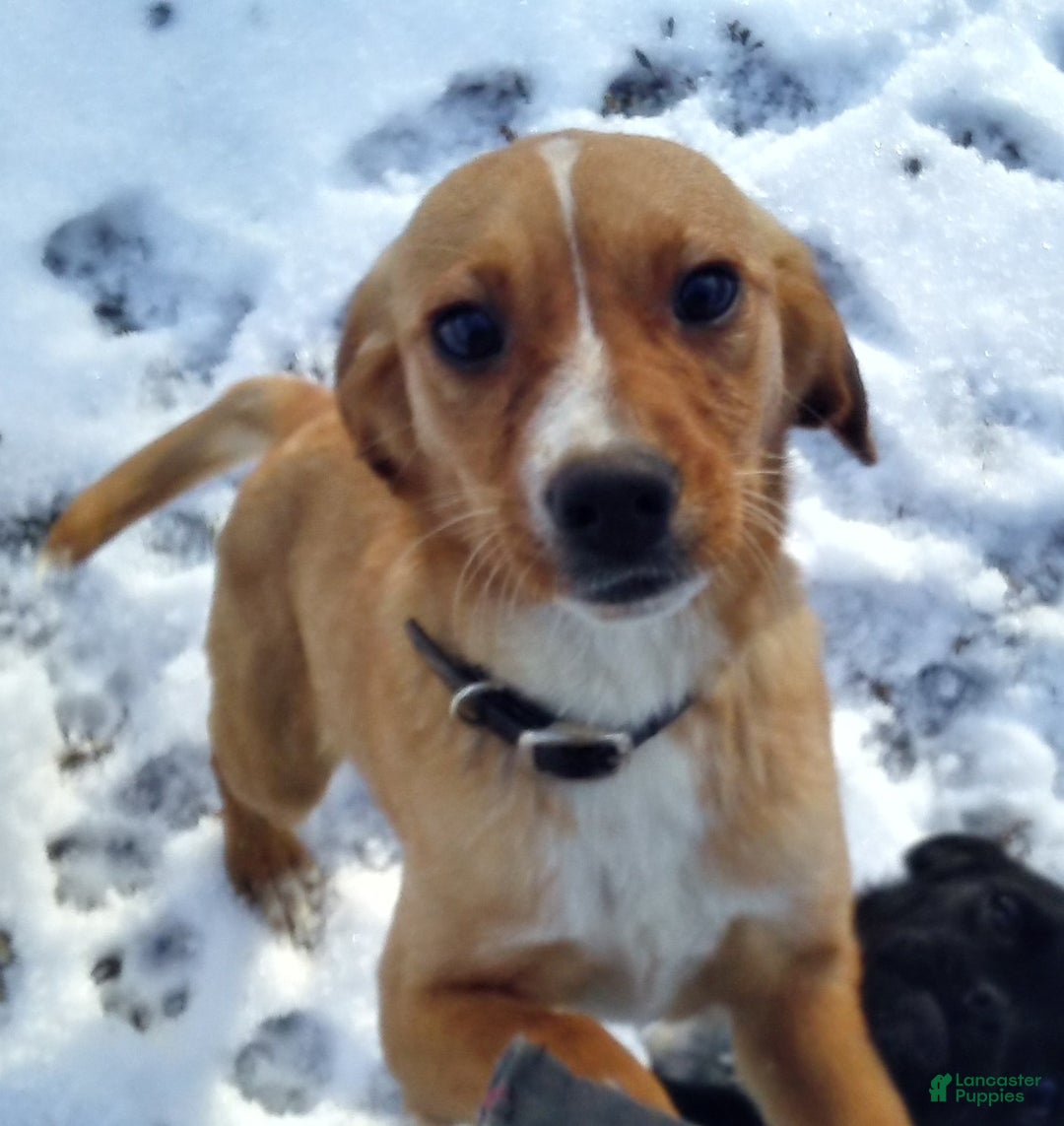 Mixed Breed dogs for sale:  Sheila - Ad 12