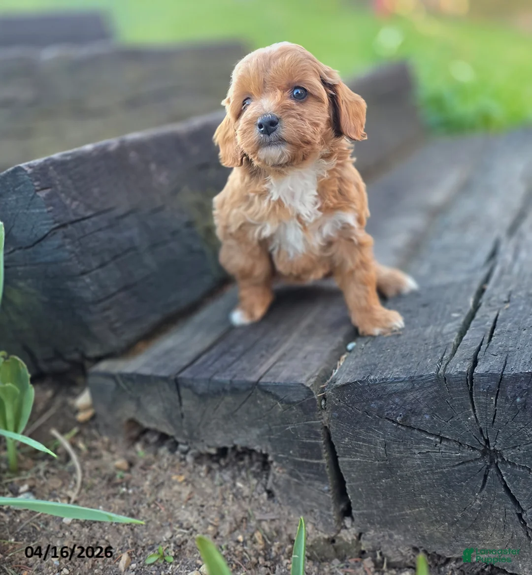 Mini Bernedoodle dogs for sale: Susan - Ad 2