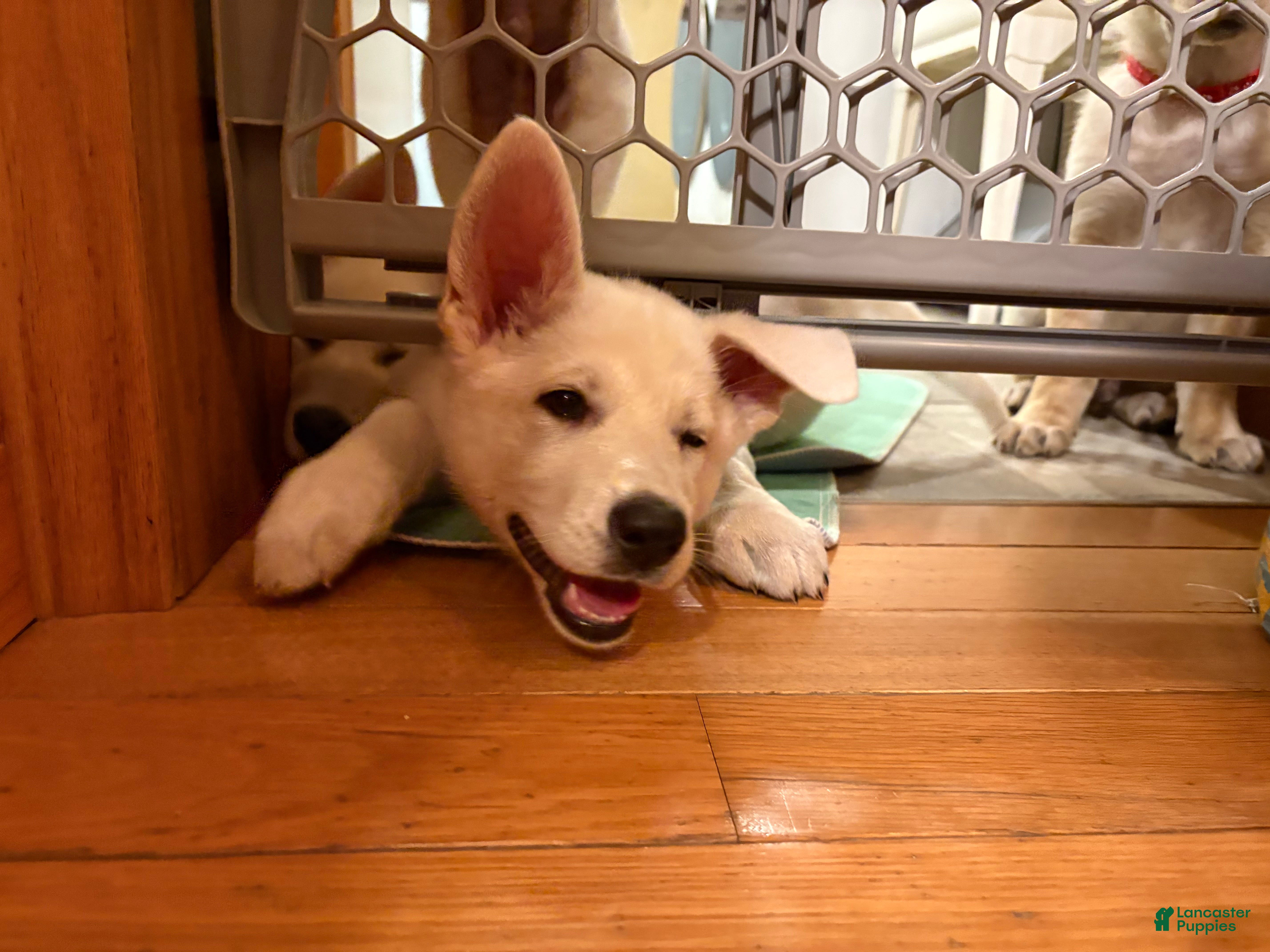 Mixed Breed dogs Mixed Breed Puppy 3 - Ad 34