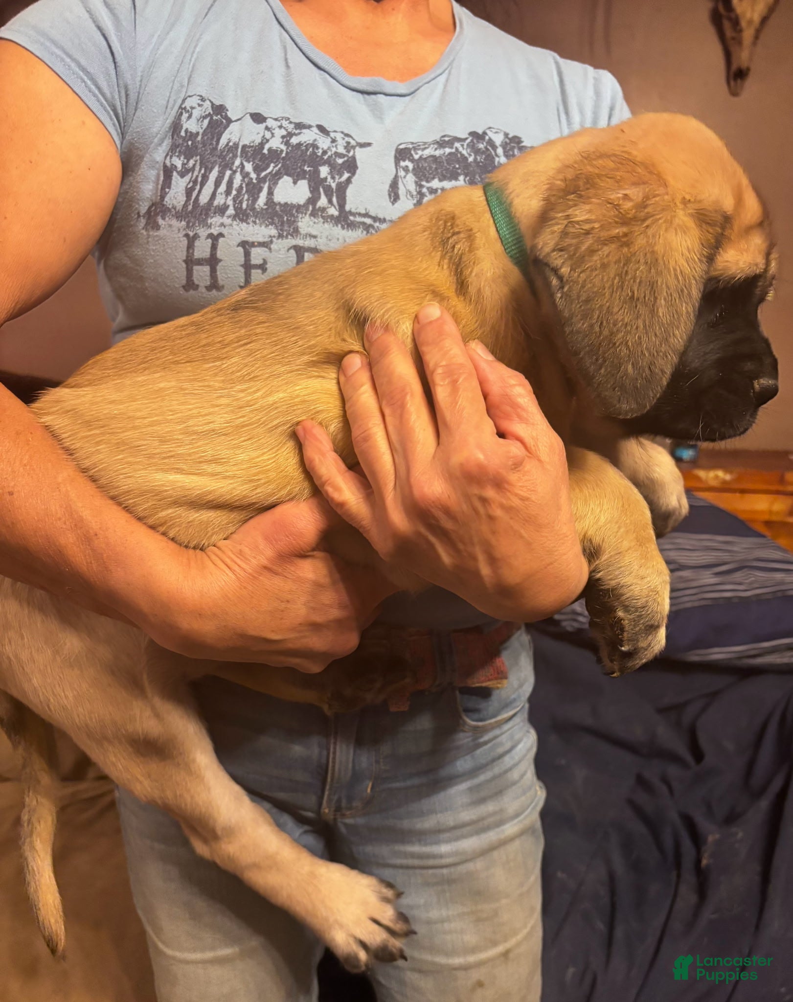 English Mastiff dogs English Mastiff Puppy 1 - Ad 21