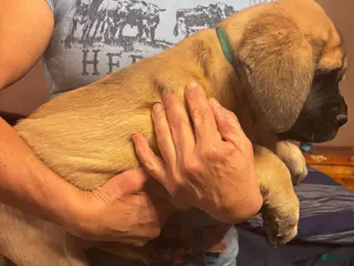 English Mastiff dogs English Mastiff Puppy 1 - Ad 21