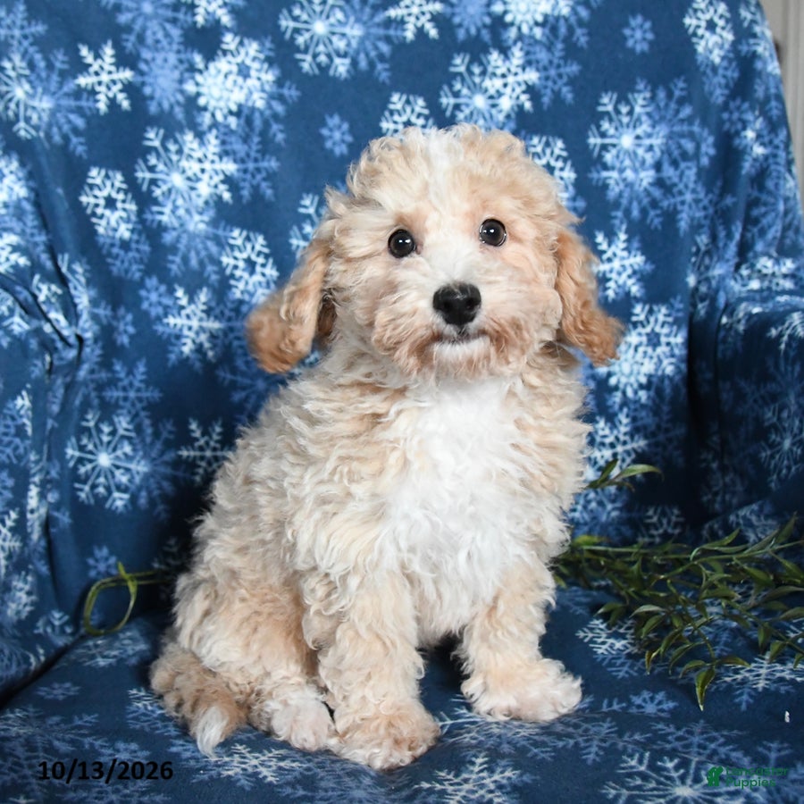 Bichpoo dogs Jordan - Ad 1