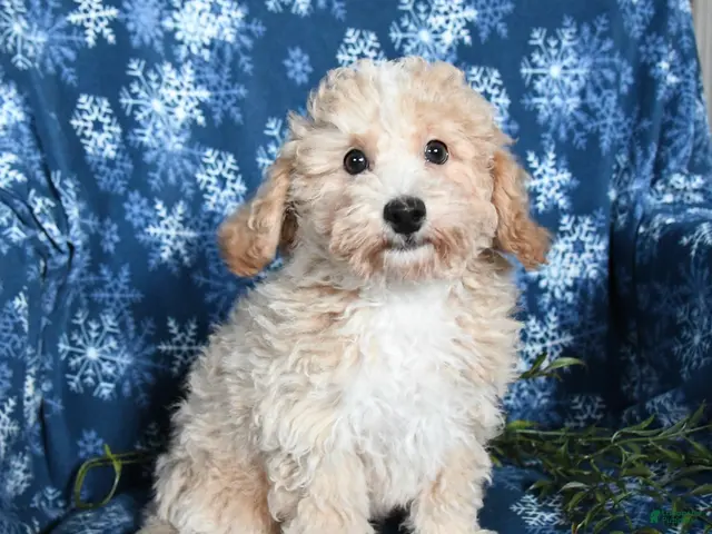 Bichpoo dogs for sale: Jordan - Ad 1