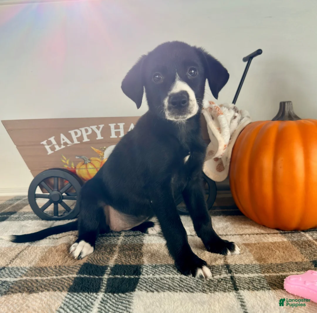 Border Collie dogs for sale: Hazel - Ad 6
