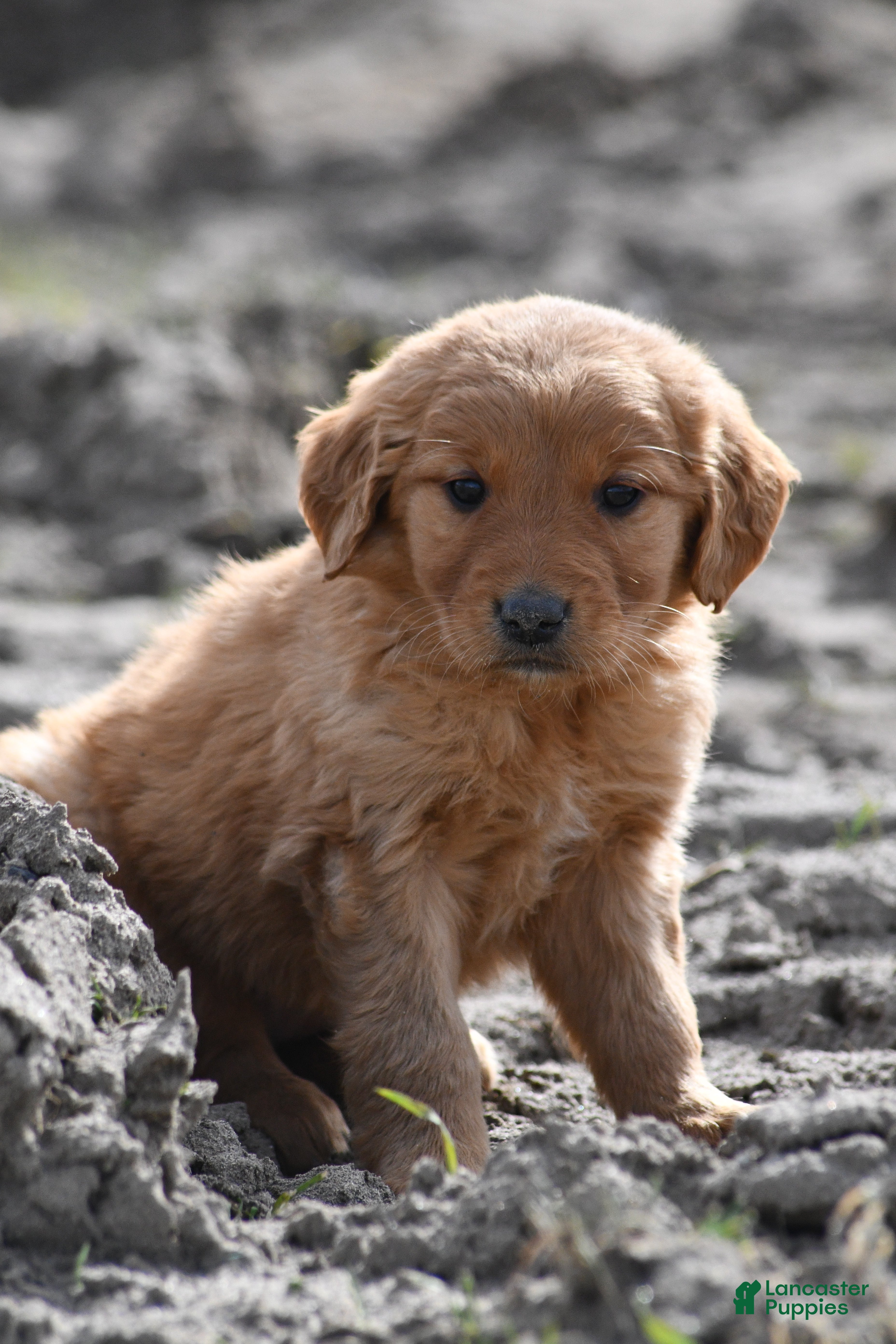 Golden Retriever dogs Rio, Golden Retriever 4 - Ad 34