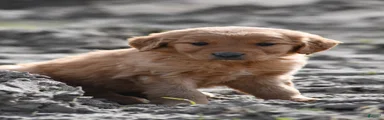 Rio, Golden Retriever 4