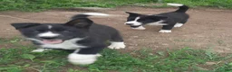 Mixed Breed dogs for sale: Mixed Breed 2 - Ad 13