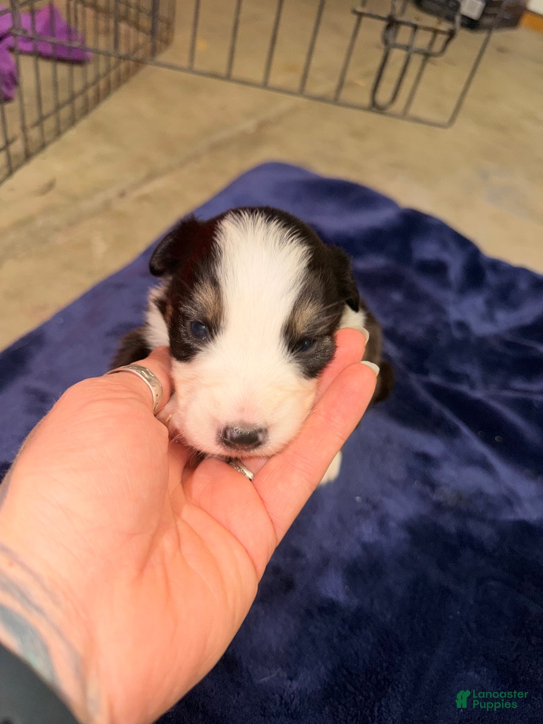 Australian Shepherd dogs for sale: Australian Shepherd Puppy - Gabby - Ad 4
