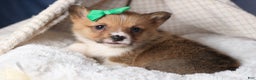 Welsh Corgi Pembroke dogs for sale: REX - Ad 3
