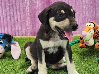 Catahoula Leopard Dog dogs Tess 2025 Female 3 - Ad 11