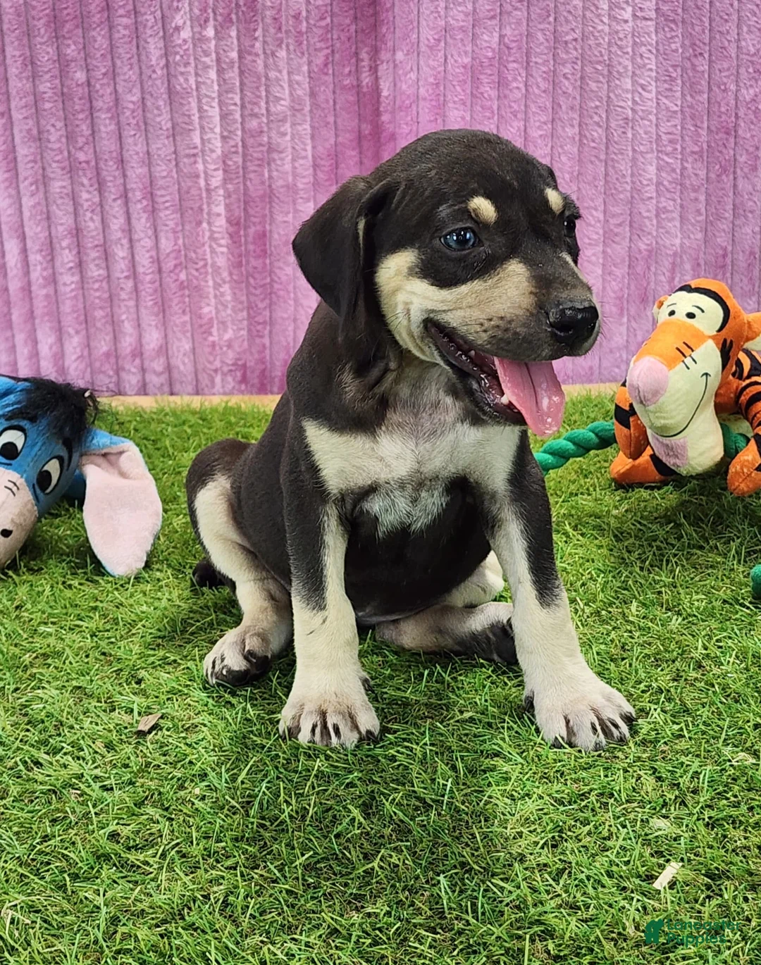 Catahoula Leopard Dog dogs for sale: Tess 2025 Female 3 - Ad 1