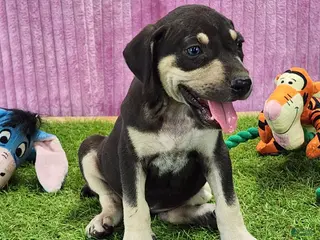 Catahoula Leopard Dog dogs Tess 2025 Female 3 - Ad 7