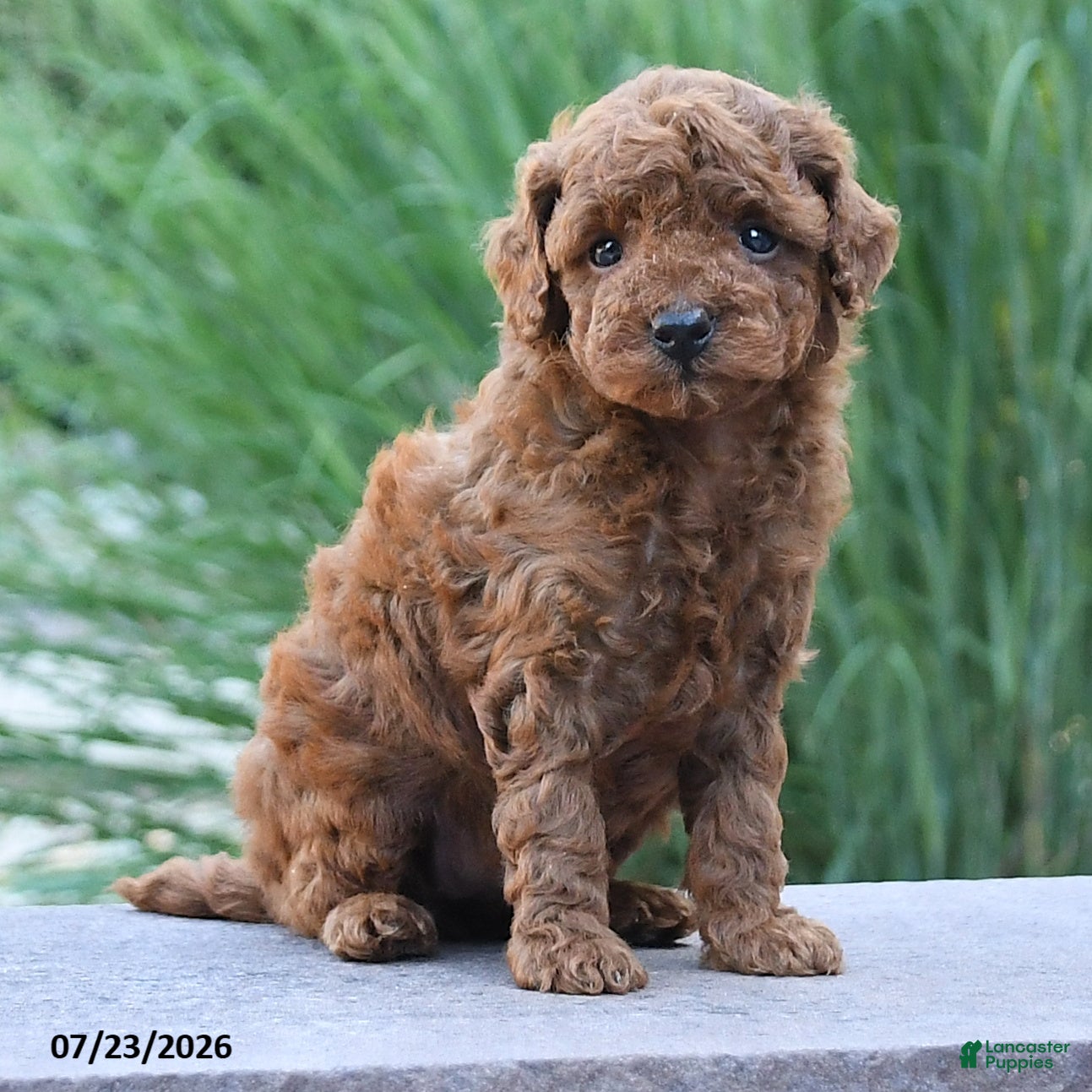 Toy Poodle dogs Kansas - Ad 2