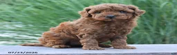 Toy Poodle dogs for sale: Kansas - Ad 2