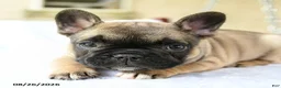French Bulldog dogs for sale: Kayla Extra Small - Ad 3