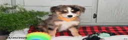 Australian Shepherd dogs for sale: Luke - Ad 5