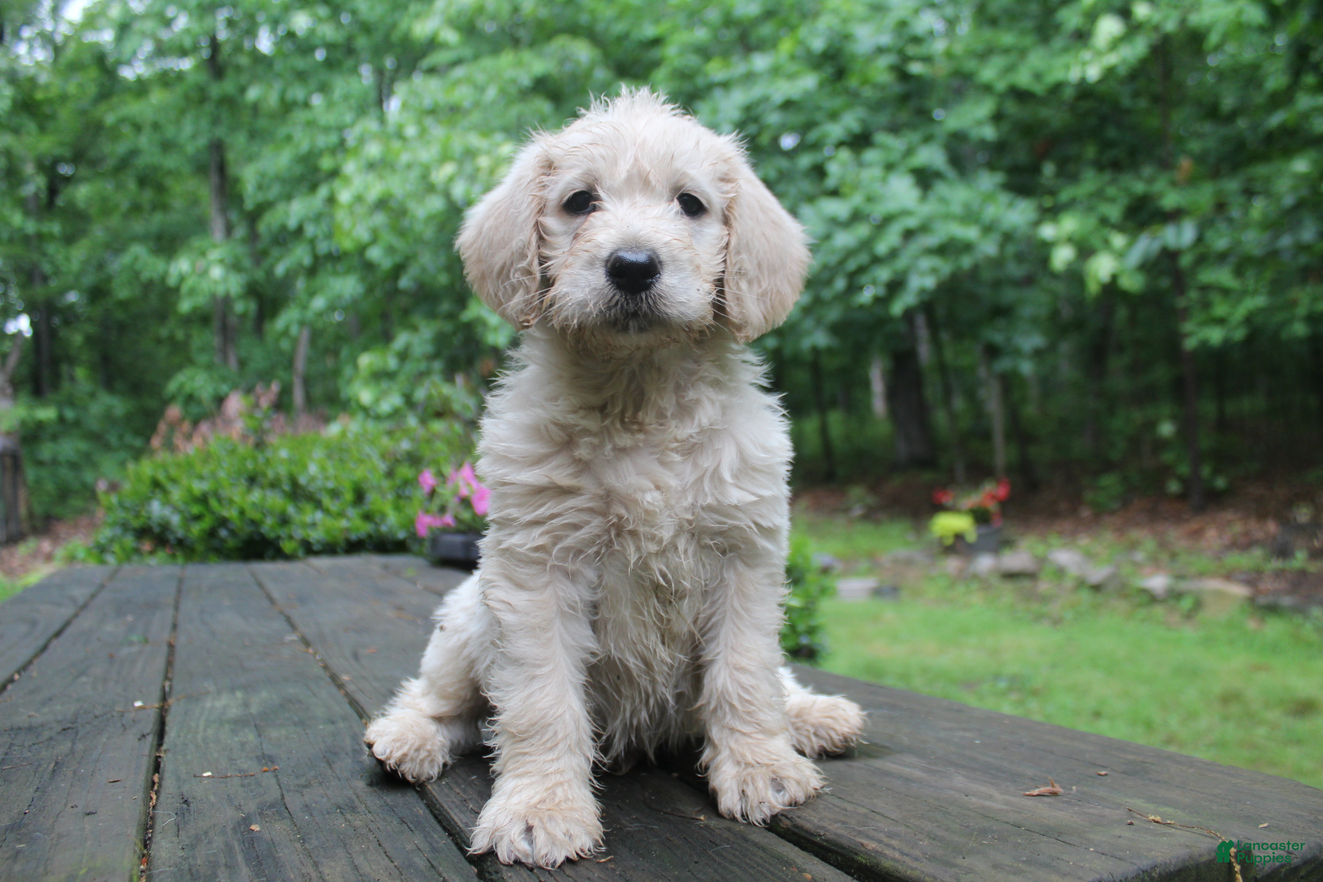 Labradoodle dogs Labradoodle Puppy 2 - Ad 2