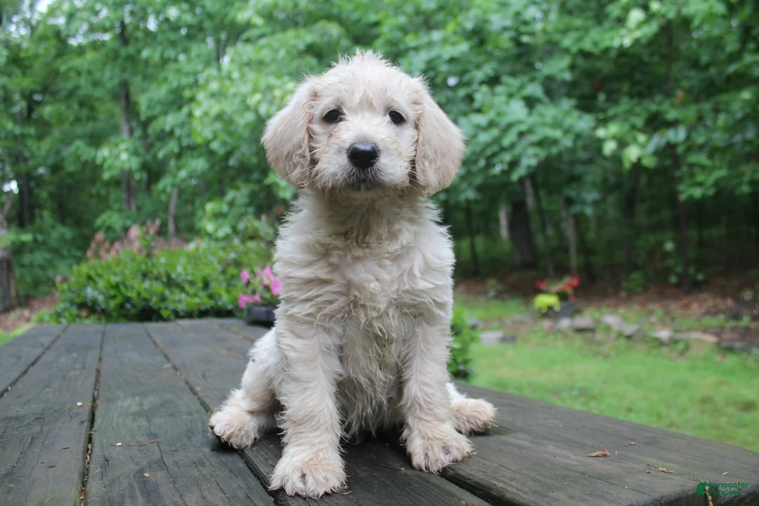 Labradoodle dogs for sale: Labradoodle Puppy 2 - Ad 2