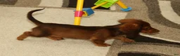 Miniature Dachshund dogs for sale: Nemehiah - Ad 4