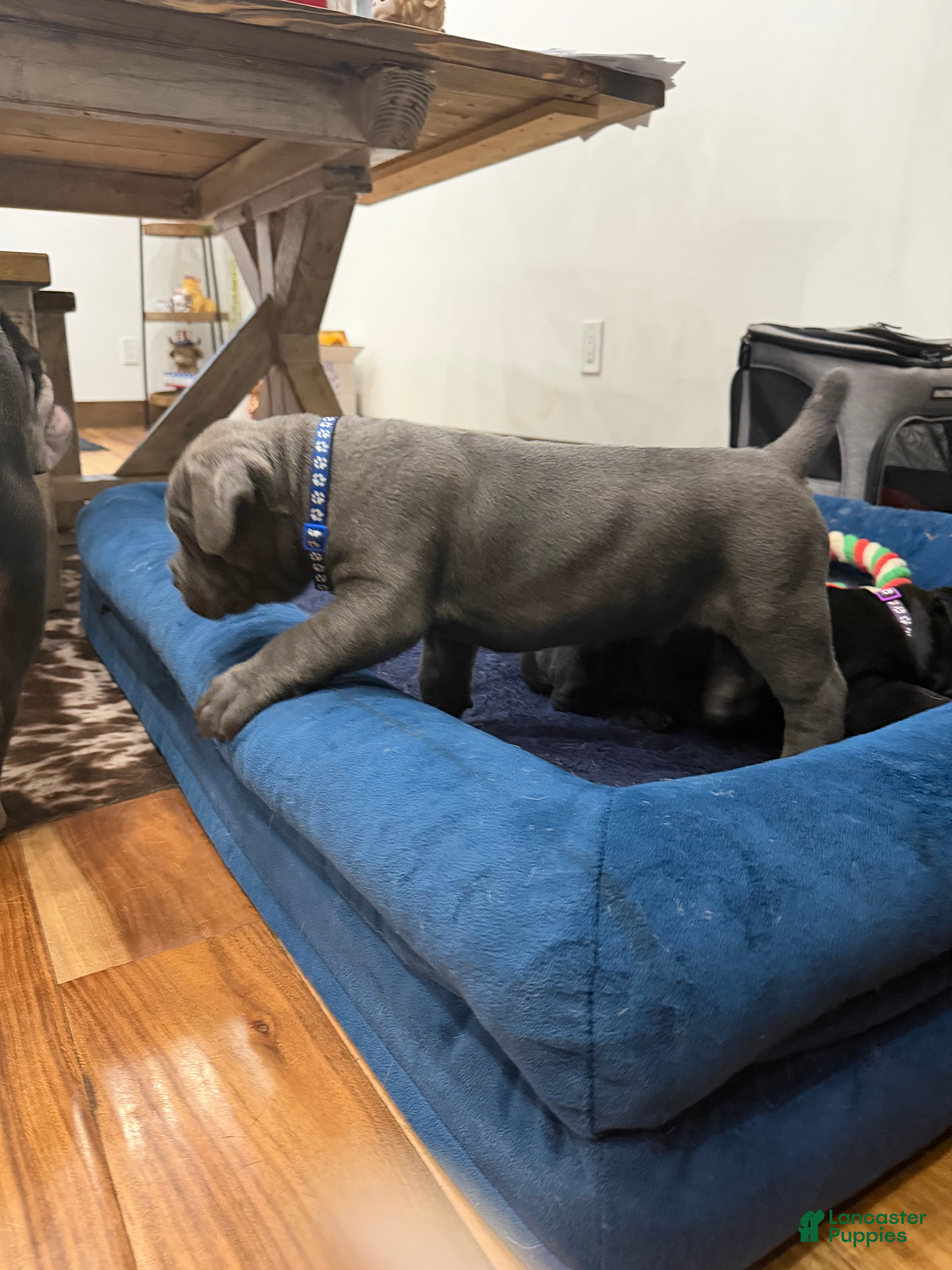 Cane Corso dogs Blue Collar  - Ad 2