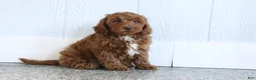 Mini Goldendoodle dogs for sale: Creampuff - Ad 5
