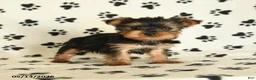 Yorkshire Terrier dogs for sale: Lila - Ad 5