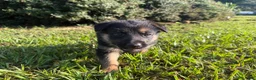 German Shepherd dogs for sale: Daffodil - Ad 1