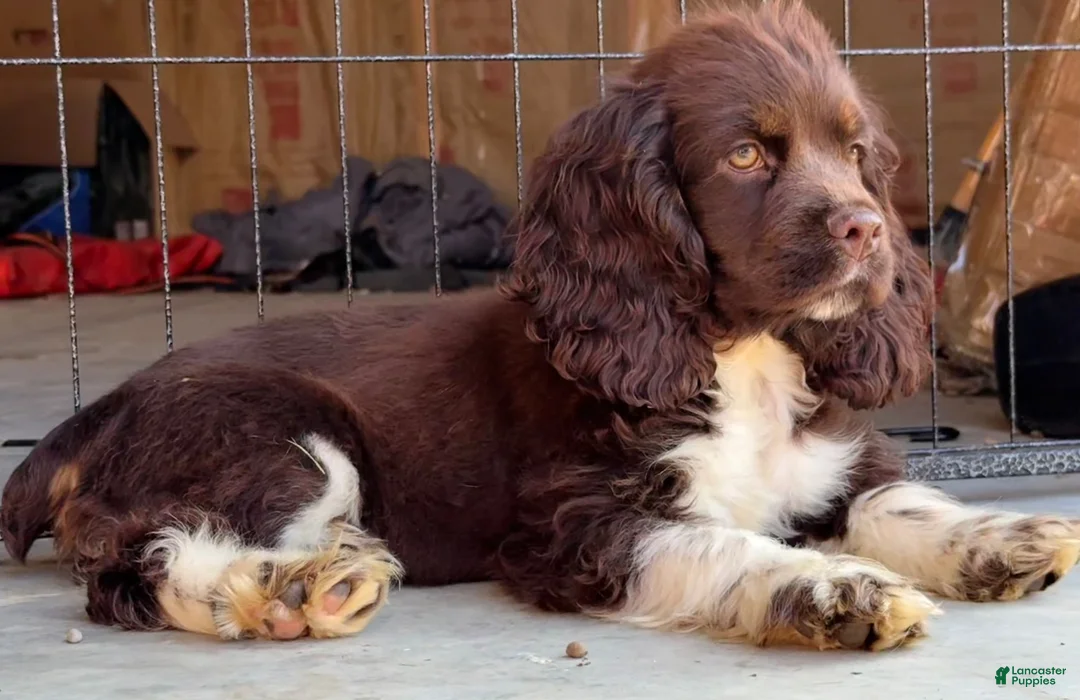 Cocker Spaniel dogs for sale: Kiwi - Ad 2