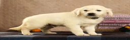 Golden Retriever dogs for sale: Golden Retriever 5 - Ad 8