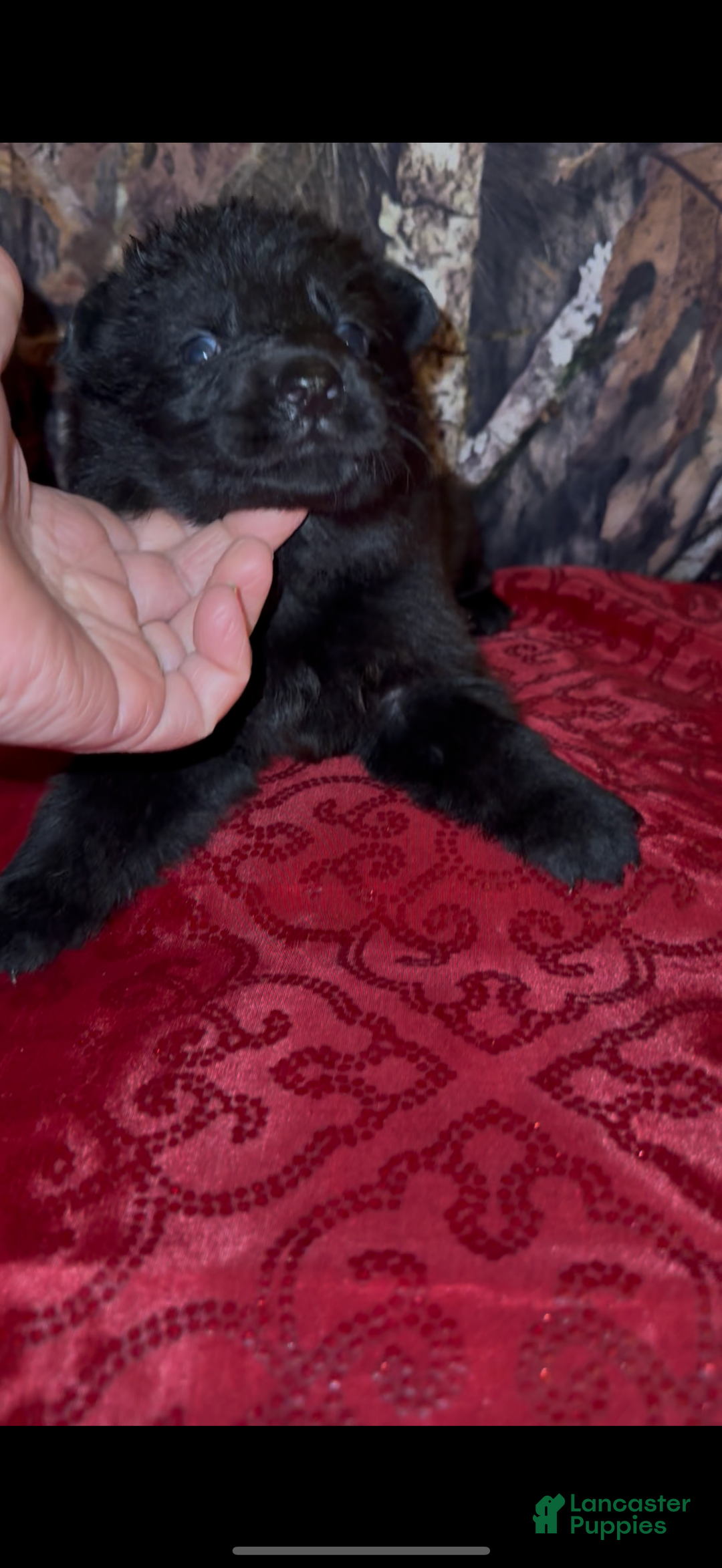 German Shepherd dogs for sale: Sussie B - Ad 6