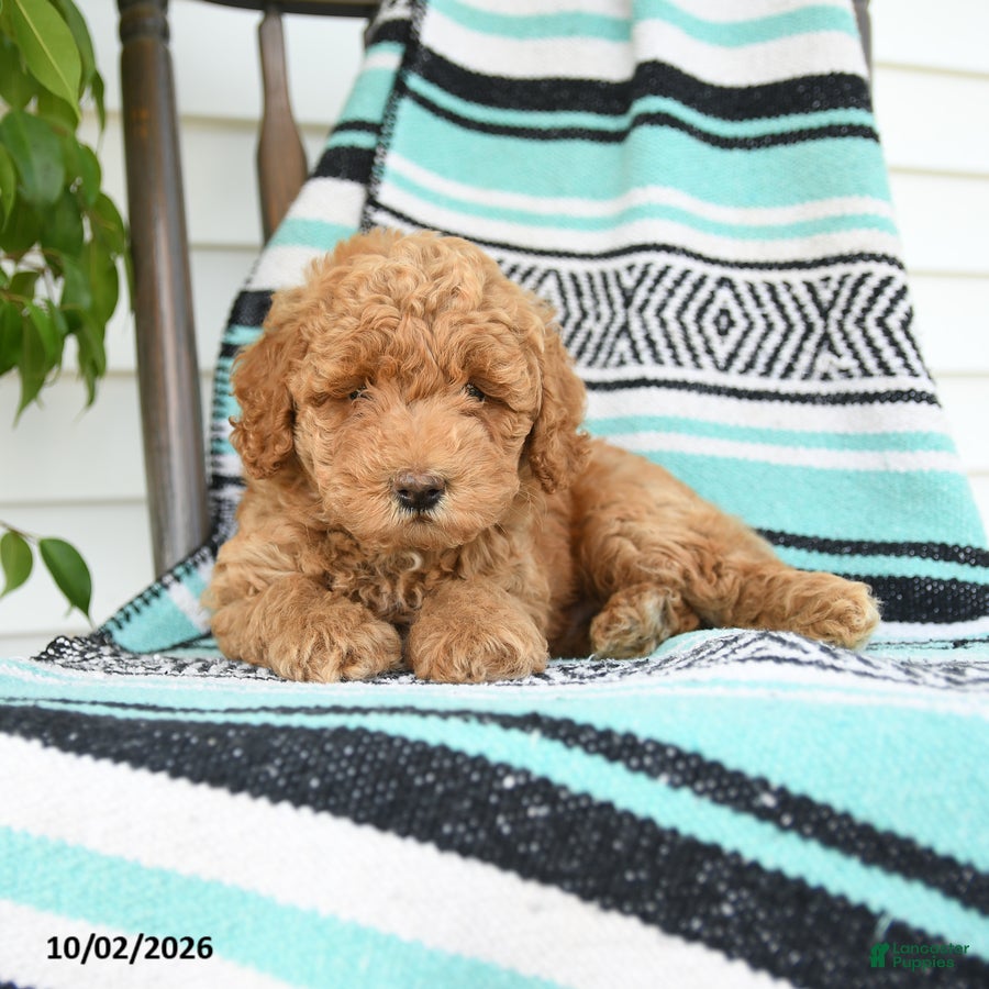 Miniature Poodle dogs Theodore - Ad 2