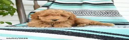 Miniature Poodle dogs for sale: Theodore - Ad 2