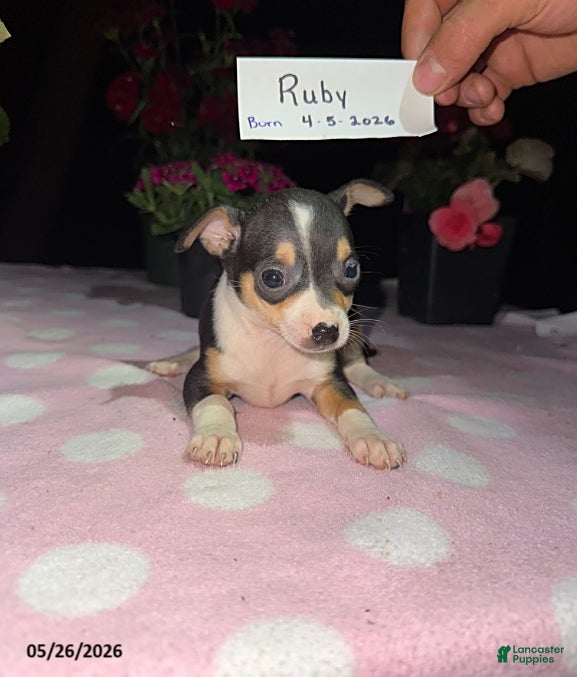 Chihuahua dogs Ruby - Ad 1
